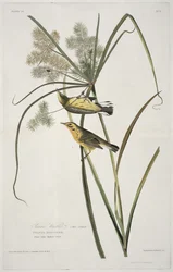 Prairie zanger, uit Birds of America, gegraveerd door Robert Havell (1793-1878)