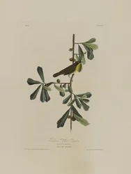 Roscoes gele keel, uit Birds of America, gegraveerd door Robert Havell (1793-1878)