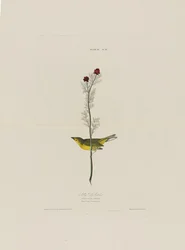 Selbys vliegenvanger, uit Birds of America, gegraveerd door Robert Havell (1793-1878)