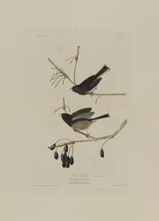 Sneeuwvogel, uit Birds of America, gegraveerd door Robert Havell (1793-1878)