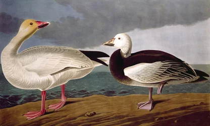 Sneeuwgans, uit Birds of America, gegraveerd door Robert Havell (1793-1878) 1837