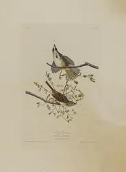 Zangmus, uit Birds of America, gegraveerd door Robert Havell (1793-1878)