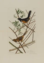 De Towhe bunting, uit Birds of America, gegraveerd door Robert Havell (1793-1878)