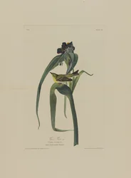 Vigers vireo, uit Birds of America, gegraveerd door Robert Havell (1793-1878)