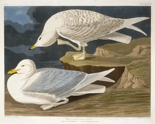 Witgevleugelde zilvermeeuw, gegraveerd door Robert Havell, Jr., 1835 (handgekleurde gravure)