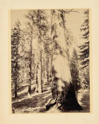 Grote bomen, Mariposa, Californië