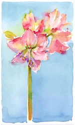 Amaryllis met aqua achtergrond, 2015