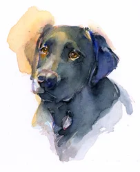 Zwarte labrador