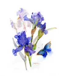 Iris met blauwe vlinder, 2016
