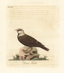 Ashy-kruin mussenleeuwerik, Ereopterix griseus. Handgekleurde koperplaat getekend en gegraveerd door John Latham uit zijn eigen A General History of Birds, Winchester