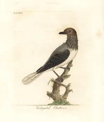 Baardbelvogel, Procnias averano (Bonte babbelaar, Ampelis variegata). Handgekleurde koperplaat getekend en gegraveerd door John Latham uit zijn eigen A General History of Birds, Winchester