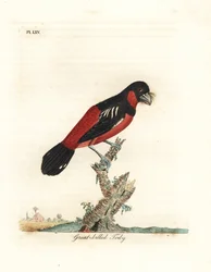 Zwart-rode breedbek, Cymbirhynchus macrorhynchos (grootbek-todi, Todus nasutus). Met de hand ingekleurde kopergravure, getekend en gegraveerd door John Latham uit zijn eigen A General History of Birds, Winchester