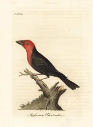 Zwartsnavelbaardvogel, Lybius guifsobalito (Abessijnse plantensnijder, Loxia tridactyla). Handgekleurde koperplaat, getekend en gegraveerd door John Latham uit zijn eigen A General History of Birds, Winchester