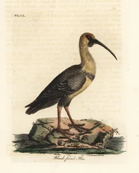 Zwartgezicht ibis, Theristicus melanopis. Handgekleurde kopergravure getekend en gegraveerd door John Latham uit zijn eigen A General History of Birds, Winchester
