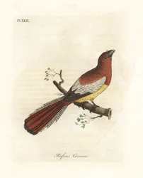 Zwartkeeltrogon, Trogon rufus, vrouwtje (Roodstaartkoekoek, Trogon rufus). Gekopieerd van Martinets illustratie van de Cayenne voor Buffon Coucou a queue rousse. Handgekleurde koperplaat getekend en gegraveerd door John Latham uit zijn eigen A General Hist