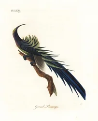 Zwarte sikkelsnavel, Epimachus fastosus. Kwetsbaar. (Grote promerops, Upupa superba.) Nieuw-Guinea. Handgekleurde koperplaat, getekend en gegraveerd door John Latham uit zijn eigen A General History of Birds, Winchester