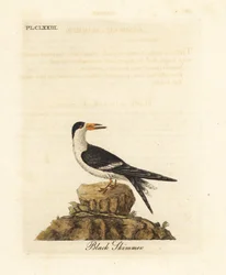 Zwarte Schaarbek, Rynchops niger (Rhynchops nigra). Handgekleurde koperplaat getekend en gegraveerd door John Latham uit zijn eigen A General History of Birds, Winchester
