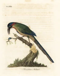 Blauwgekroonde motmot, Momotus momota. Handgekleurde koperplaat getekend en gegraveerd door John Latham uit zijn eigen A General History of Birds, Winchester