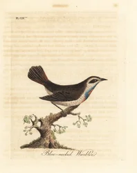 Blauwborst, Luscinia svecica. Handgekleurde koperplaat getekend en gegraveerd door John Latham uit zijn eigen A General History of Birds, Winchester