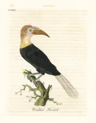 Papoea-neushoornvogel, Rhyticeros plicatus. Handgekleurde kopergravure getekend en gegraveerd door John Latham uit zijn eigen A General History of Birds, Winchester