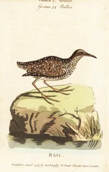 Buff-banded ral, Gallirallus philippensis