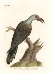 Kanaalbekkoekoek, Scythrops novaehollandiae (Australische kanaalbek, Psittacische hoornbek). Handgekleurde koperplaat getekend en gegraveerd door John Latham uit zijn eigen A General History of Birds, Winchester