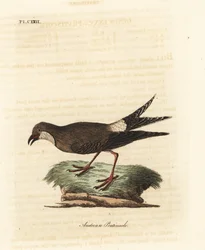 Kraagplevier, Glareola pratincola. Handgekleurde koperplaat getekend en gegraveerd door John Latham uit zijn eigen A General History of Birds, Winchester