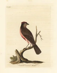 Gewone barmsijs, Carduelis flammea (Crimson-kroonkruisvink, Fringilla flammea). Handgekleurde koperplaat getekend en gegraveerd door John Latham uit zijn eigen A General History of Birds, Winchester