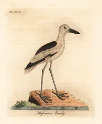 Krabplevier, Dromas ardeola. Handgekleurde kopergravure getekend en gegraveerd door John Latham uit zijn eigen A General History of Birds, Winchester
