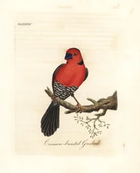 Karmozijnborstgrosbeak. Onbekende of mogelijk uitgestorven soort grosbeak afkomstig uit Afrika. Handgekleurde koperplaat getekend en gegraveerd door John Latham uit zijn eigen A General History of Birds, Winchester