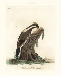 Crimson-crested specht, Campephilus melanoleucos (Buff-crested specht, Picus melanoleucus). Gebaseerd op een huid in het Leverian Museum. Handgekleurde koperplaat getekend en gegraveerd door John Latham uit zijn eigen A General History of Birds, Winchester