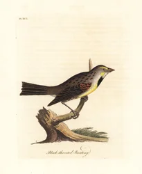 Dickcissel, Spiza americana (Zwartkeelgors, Emberiza americana). Handgekleurde koperplaat getekend en gegraveerd door John Latham uit zijn eigen A General History of Birds, Winchester