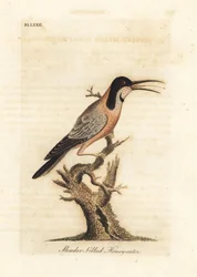 Oostelijke ruggengraat, Acanthorhynchus tenuirostris. Australië. Handgekleurde koperplaat getekend en gegraveerd door John Latham uit zijn eigen A General History of Birds, Winchester