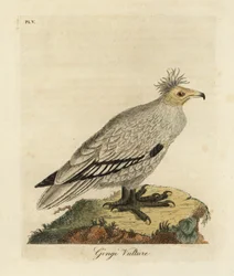 Egyptische gier, Neophron percnopterus ginginianus