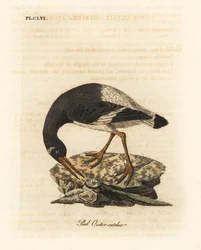 Euraziatische of voet scholekster, Haematopus ostralegus. Handgekleurde koperplaat getekend en gegraveerd door John Latham uit zijn eigen A General History of Birds, Winchester