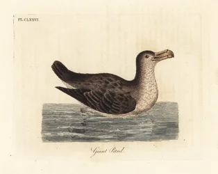 Reuzenstormvogel, Macronectes giganteus (als Precellaria gigantea, fout voor Procellaria gigantea). Handgekleurde koperplaat getekend en gegraveerd door John Latham uit zijn eigen A General History of Birds, Winchester