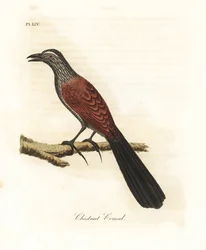 Grote coucal of kraaifazant, Centropus sinensis. Handgekleurde kopergravure getekend en gegraveerd door John Latham uit zijn eigen A General History of Birds, Winchester
