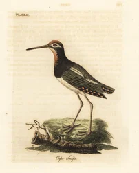 Grote verf-snip, Rostratula benghalensis (Kaapse snip, Scolopax capensis). Handgekleurde koperplaat getekend en gegraveerd door John Latham uit zijn eigen A General History of Birds, Winchester