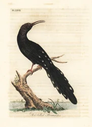 Groene houtkoekoek, Phoeniculus purpureus (Roodbekpromerops, Upupa erythrorynchos). Handgekleurde koperplaat getekend en gegraveerd door John Latham uit zijn eigen A General History of Birds, Winchester