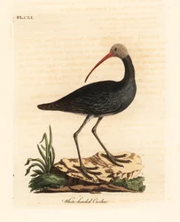 Hadada ibis, Bostrychia hagedash. Handgekleurde kopergravure getekend en gegraveerd door John Latham uit zijn eigen A General History of Birds, Winchester
