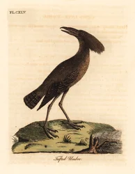 Hamerkop, Scopus umbretta. Handgekleurde kopergravure getekend en gegraveerd door John Latham uit zijn eigen A General History of Birds, Winchester