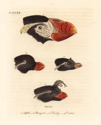 Koppen van de kuifpuffin, Fratercula cirrhata 1, parkietalk, Aethia psittacula 2, en kuifalk, Aethia cristatella 3,4. (Kuifalk, Alca cirrhata 1, Papegaaialk, Alca psittacula 2, Donkere alk, Alca tetracula 3, en Kuifalk, Alca cristatella)
