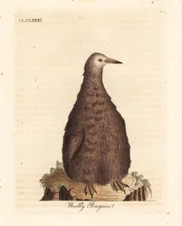 Koningspinguïn, Aptenodytes patagonicus, juveniel (Wollige pinguïn). Handgekleurde koperplaat getekend en gegraveerd door John Latham uit zijn eigen A General History of Birds, Winchester