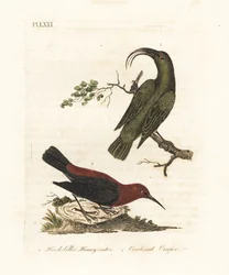 Kleine akialoa, Hemignathus obscurus (uitgestorven) en kardinaal myzomela, Myzomela cardinalis. (Haaksnavelige groene honingeter, Certhia obscura, inheems in Hawaï, en kardinaal honingeter, Certhia cardinalis, inheems in Tanna, Vanuatu.) Handgekleurde kope