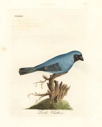 Lindo babbelaar. Misschien de zwaluwtangara, Tersina viridis, maar met de onderkant van het lichaam blauw, niet wit. Handgekleurde koperplaat getekend en gegraveerd door John Latham uit zijn eigen A General History of Birds, Winchester
