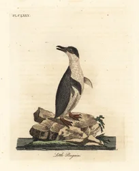 Kleine pinguïn, Eudyptula minor. Handgekleurde kopergravure getekend en gegraveerd door John Latham uit zijn eigen A General History of Birds, Winchester