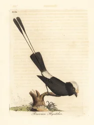 Langstaarttiran, Colonia colonus (Peruaanse vliegenvanger, Le Colon). Handgekleurde kopergravure, getekend en gegraveerd door John Latham voor zijn eigen A General History of Birds, Winchester