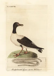 Ekstergans, Anseranas semipalmata, en anatomisch detail van zijn luchtpijp. (Halfgepalmeerde eend, Anas semipalmatus.) Handgekleurde koperplaat getekend en gegraveerd door John Latham uit zijn eigen A General History of Birds, Winchester