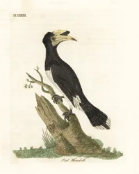 Malabar voetneushoornvogel, Anthracoceros coronatus. Handgekleurde koperplaat getekend en gegraveerd door John Latham uit zijn eigen A General History of Birds, Winchester