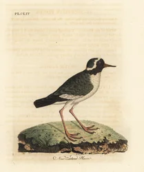 Nieuw-Zeelandse plevier, Charadrius obscure (Charadrius novae Zealandiae). Bedreigd. Handgekleurde koperplaat getekend en gegraveerd door John Latham uit zijn eigen A General History of Birds, Winchester